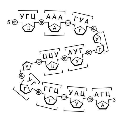 мРНК