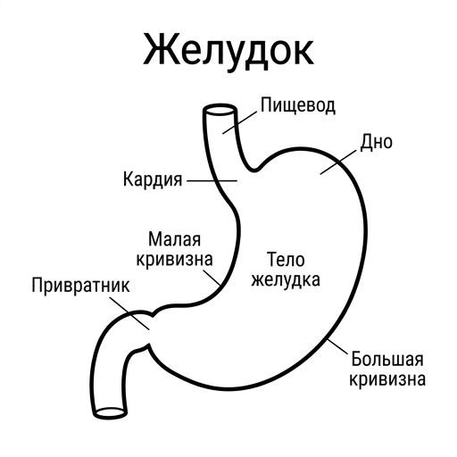 Желудок