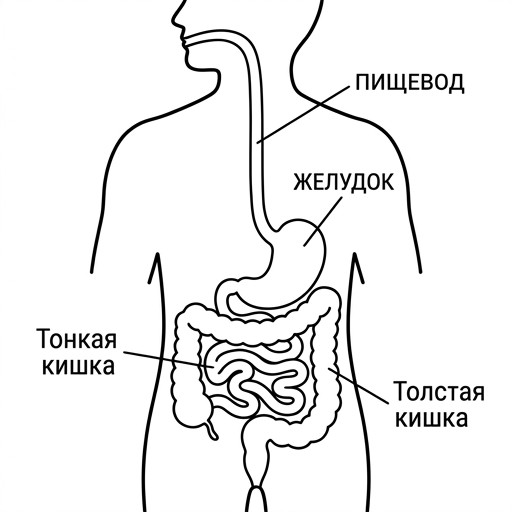 Раскраска