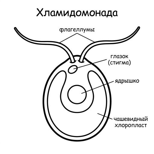 Раскраска