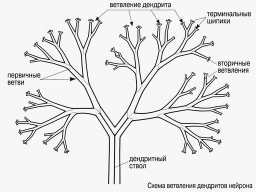 Дендриты
