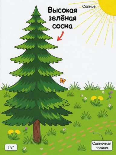 Сосна