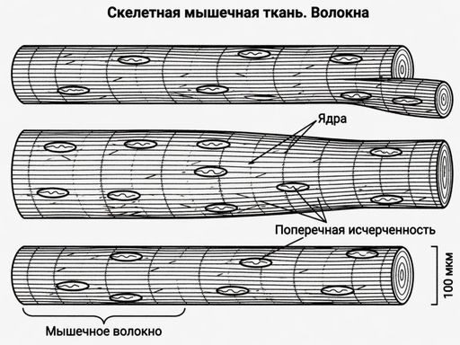 Поперечнополосатая скелетная
