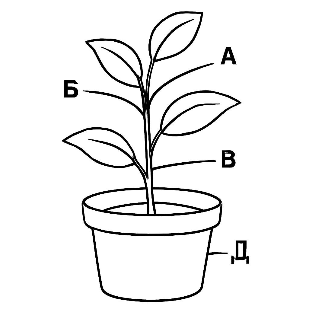 Растение