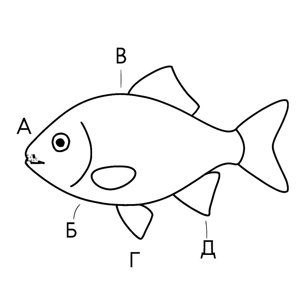 Рыба