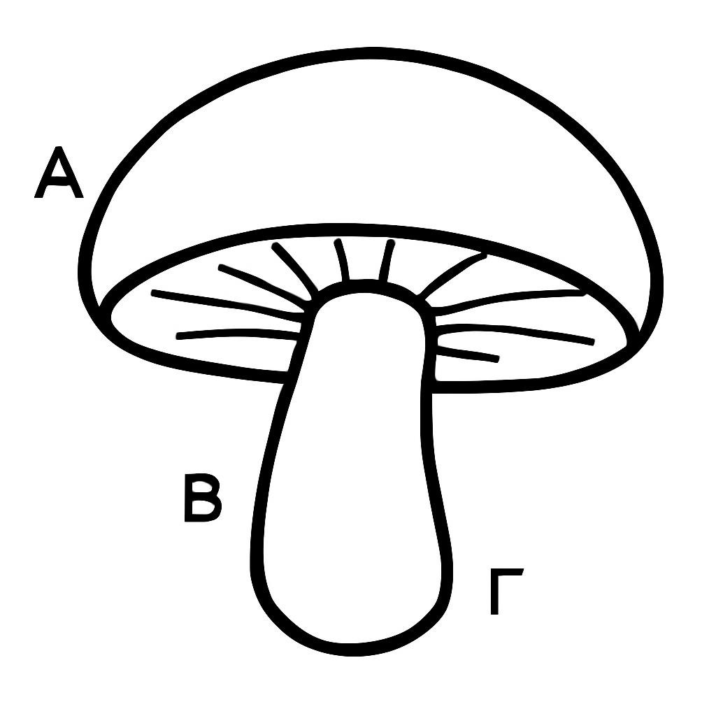 Гриб