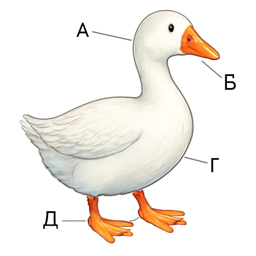 Гусь