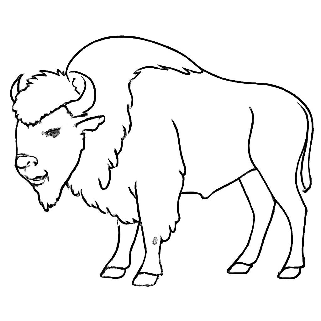 Зубр
