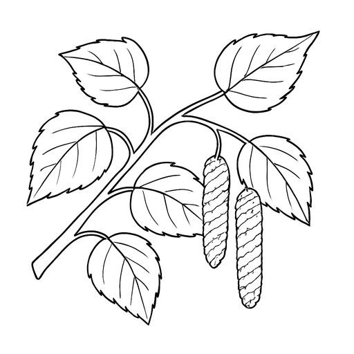 Black-and-white line-art coloring page for kids: a branch of a birch tree with several leaves and catkins, simple bold contours.