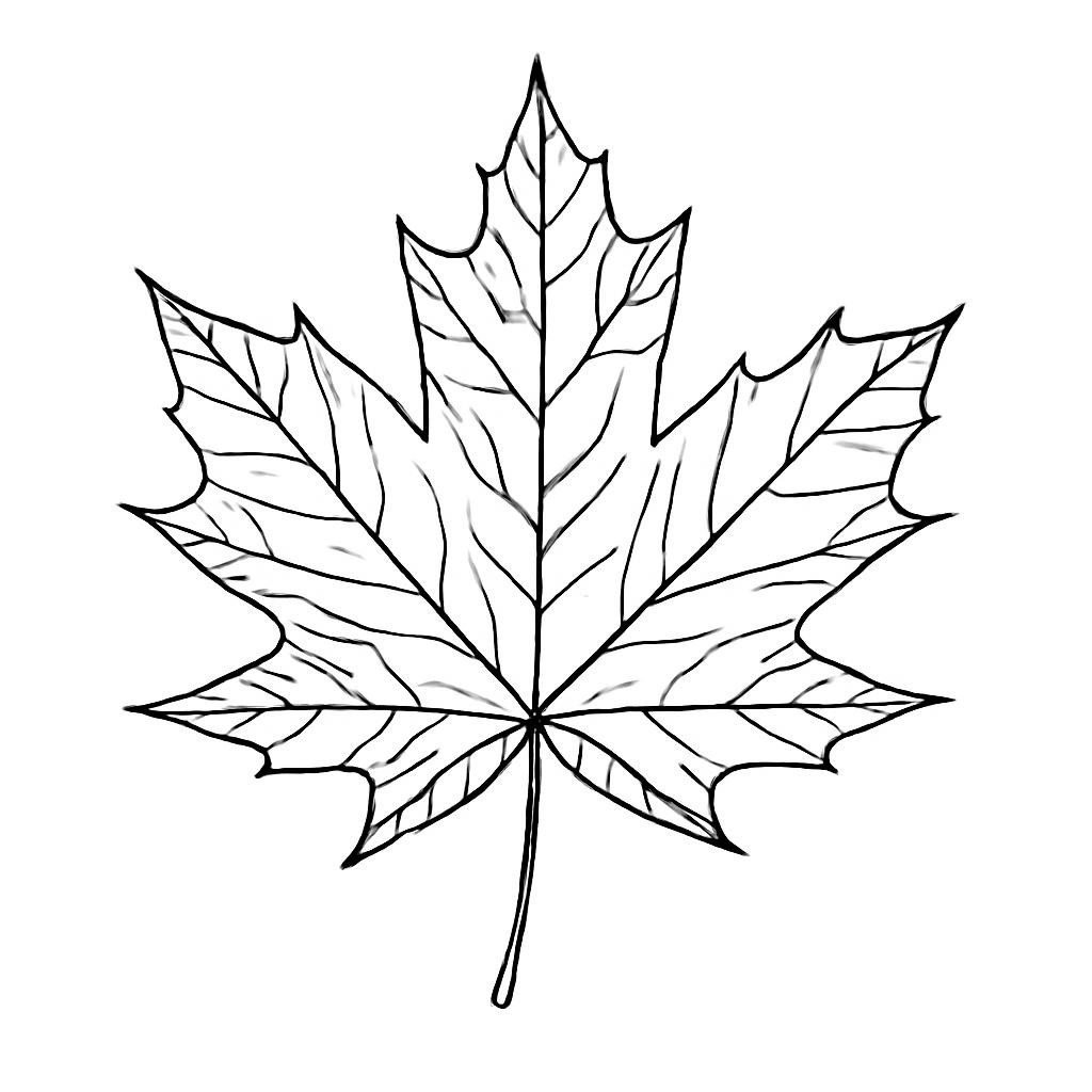 Клен