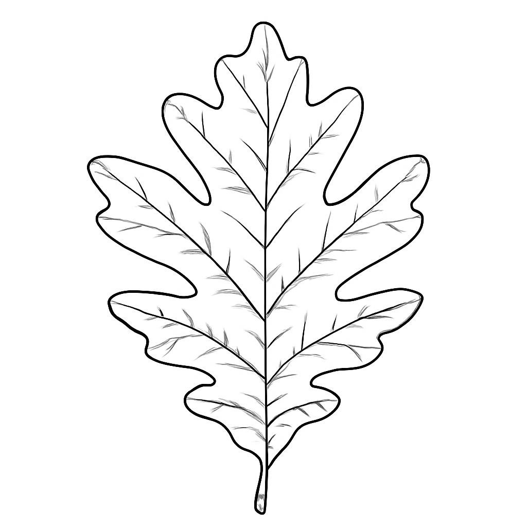 Дуб
