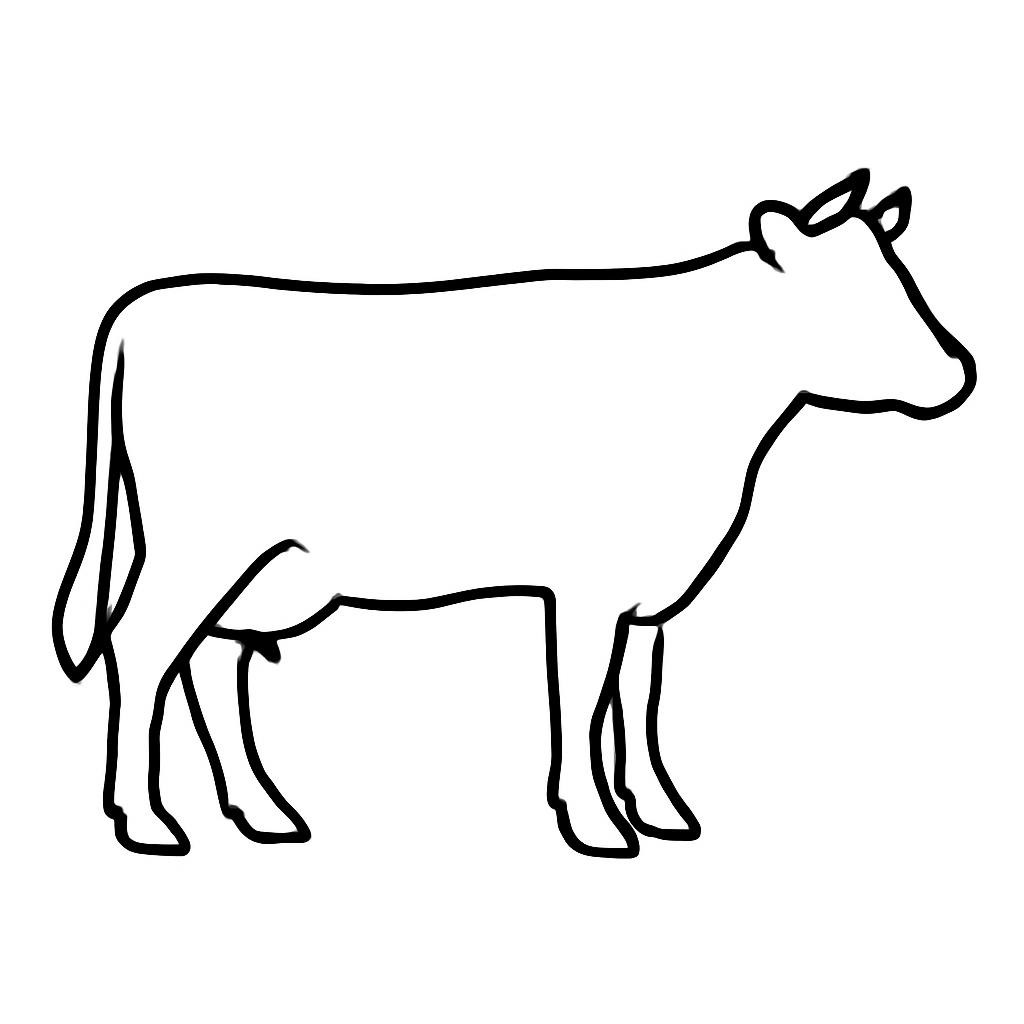 Бычий цепень (Корова)